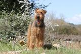 AIREDALE TERRIER 115